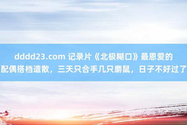 dddd23.com 记录片《北极糊口》最恩爱的配偶搭档遣散，三天只合手几只麝鼠，日子不好过了